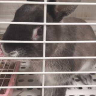 至急！ネザーランドミックスの里親様募集