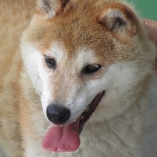柴犬太郎里親さん決まりました。