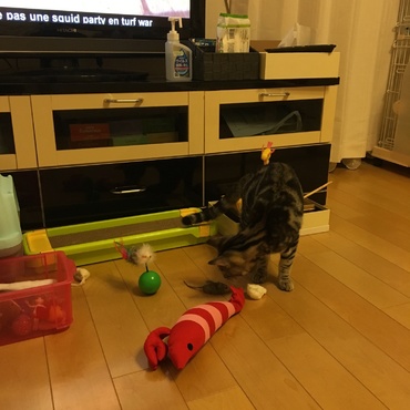トライアル5日目。テレビついてても気にせず遊んでくれるようになりました(^.^)