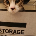 やんちゃな猫里親募集