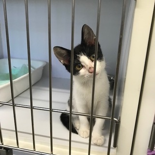 多くの仔猫がセンターに収容されています