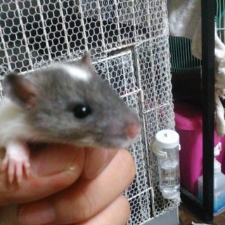 ファンシーラットの赤ちゃん里親募集