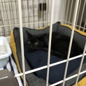 若い黒猫ママ