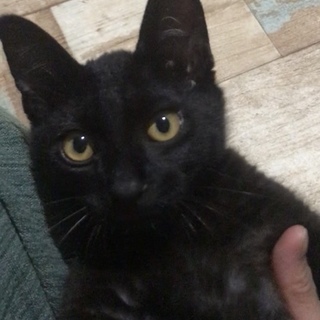 【里親さま決定】元気な黒猫の男の子☆