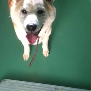 柴犬ポンタは飼い主さん持ち込みでセンター収容