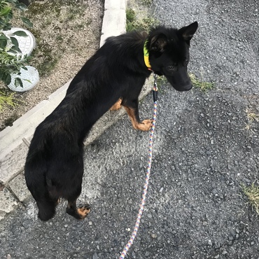 初散歩