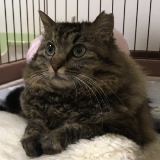 シフォン君ママのカバー写真