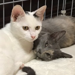 譲渡会初参加してきました