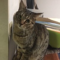 山猫みたいな模様のテン君です。