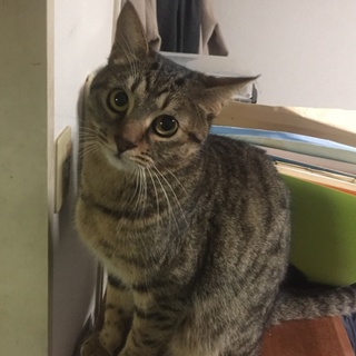 山猫みたいな模様のテン君です。