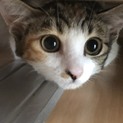 3ヶ月ミケの女の子！性格は素直です！