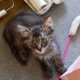 募集一時停止長毛のダヤンに似た女の子♪チャボ。