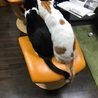 とびっち