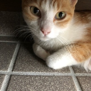 写真は苦手にゃ！な、ちくわちゃん♪