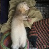 きなこ