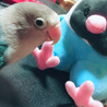 ごりこちゃん