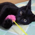 幸せを呼ぶカギしっぽの黒猫少年です♪