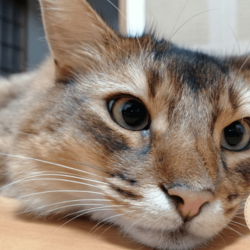 ドアップを撮られたうちのソマリと茶トラ猫です