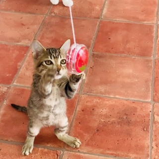 生後8週ほど。海沿いの子猫。キリンちゃん。