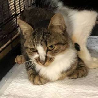 飼い主に捨てられた三匹をを助けてください！