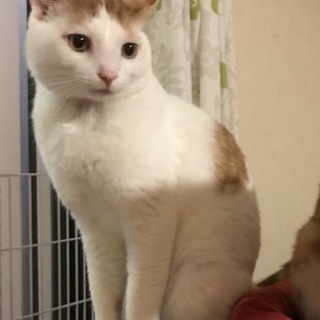 もちもちのお顔がチャームポイントのレイくん♪