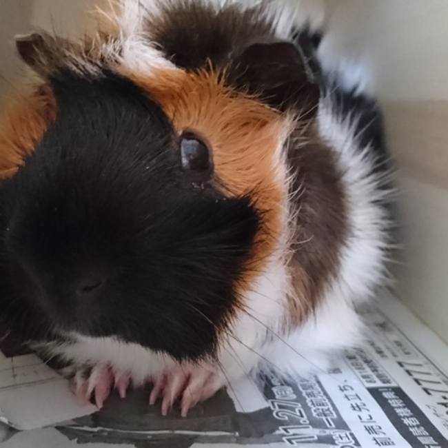 メモメモのカバー写真