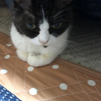 ぶり