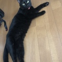 黒猫