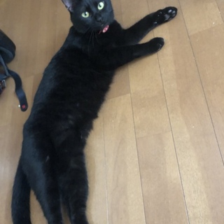 黒猫