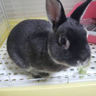 ネザーランドドワーフ