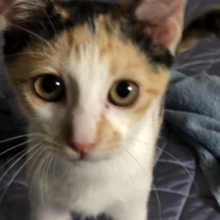 生後３ケ月のミケのメス猫です 里親様募集です