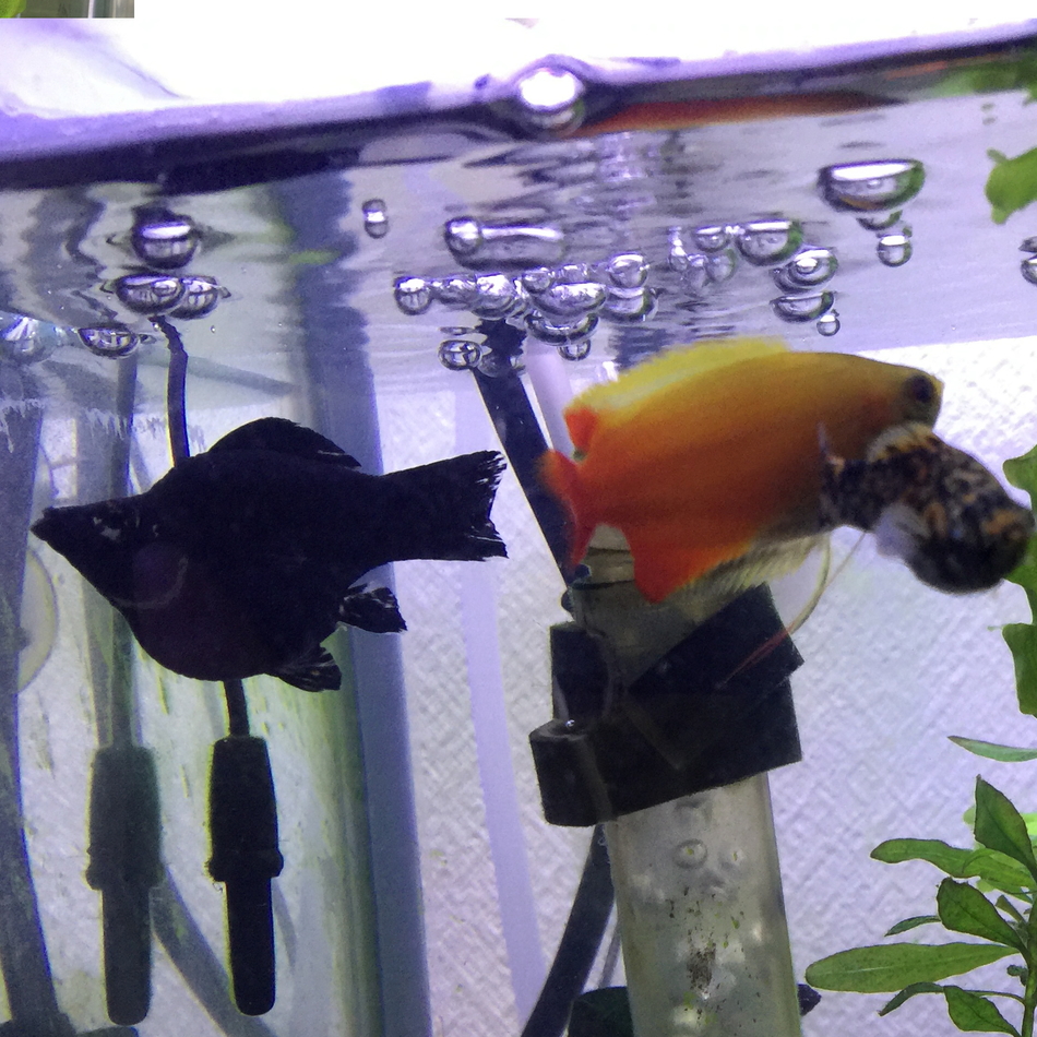 cudaoptのカバー写真