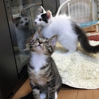 2ヶ月半の3兄妹です！<一時募集停止>