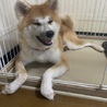秋田犬1歳7ヶ月(女の子)メス サムネイル3