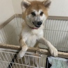 秋田犬1歳7ヶ月(女の子)メス サムネイル4