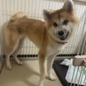 秋田犬1歳7ヶ月(女の子)メス サムネイル5