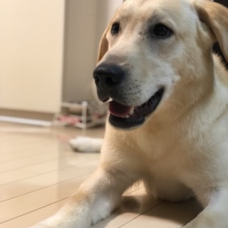 甘えん坊のラブちゃんです！