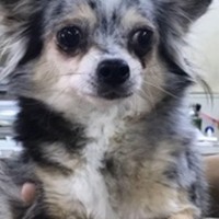 おまめ