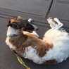 ボルゾイ 推定2歳 ※飼育経験者のみの募集 サムネイル2