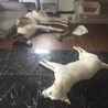 ボルゾイ 推定2歳 ※飼育経験者のみの募集 サムネイル3