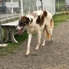 ボルゾイ 推定2歳 ※飼育経験者のみの募集 サムネイル5