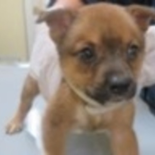 中型犬 白黒 を含む 犬の里親募集情報 ペットのおうち 月間利用者150万人