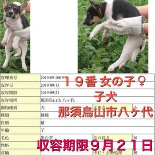 仔犬の女の子！里親さん、預かりさん募集！！！保護犬