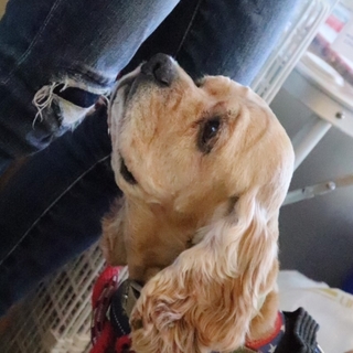 穏やかでおっとりなアメコカのくり坊くん