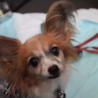 チャーミングでお留守番上手なぷりんちゃん