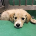 生後２ヶ月程度の野犬の子メス 117