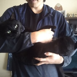 取り急ぎ最近の猫様達