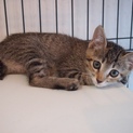 可愛いいキジ子猫♀こなちゃん
