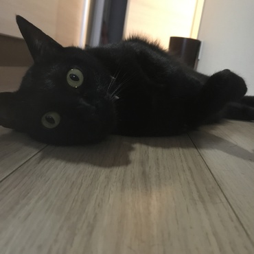 るりの写真