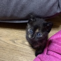 ★子猫★人慣れok!甘えん坊!とにかく可愛いです